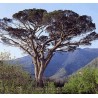 Pinus Pinea - 10 graines