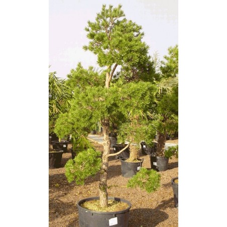Pinus Sylvestris - 10 graines 