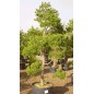 Pinus Sylvestris - 10 graines Pinus Sylvestris - 10 graines