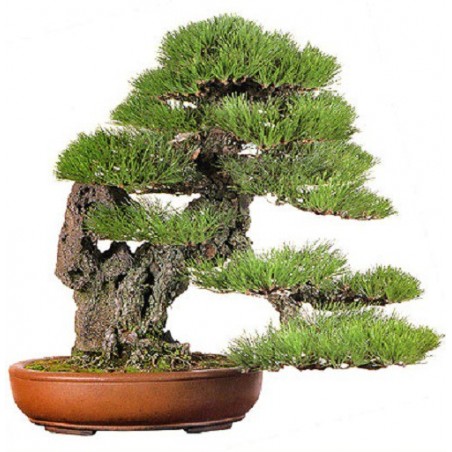 Idéal Pour Bonsaï 70 Graines Pin Noir Japonais Pinus Thunbergii Seeds 