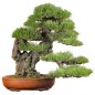 Pinus Thunbergii - 10 graines Pinus Thunbergii - 10 graines