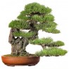 Pinus Thunbergii en bonsaï
