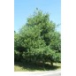 Pinus Wallichiana - 10 graines Pinus Wallichiana - 10 graines