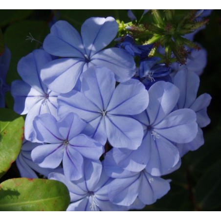 Plumbago Capensis - 10 graines