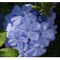 Plumbago Capensis - 10 graines Plumbago Capensis - 10 graines