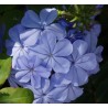 Plumbago capensis - 10 graines