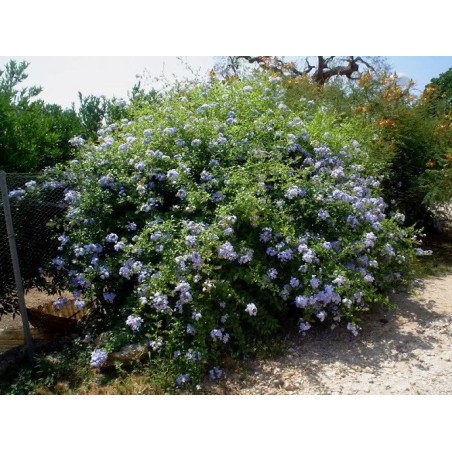 Plumbago capensis - 10 graines