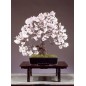 Prunus Amygdalus -10 graines Prunus Amygdalus -10 graines