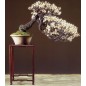 Prunus Armeniaca - 10 graines Prunus Armeniaca - 10 graines