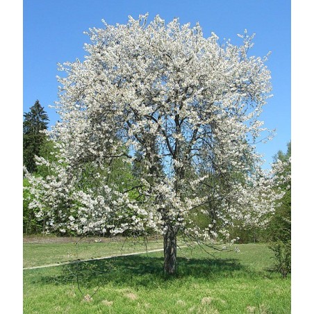 Prunus Avium - 10 graines