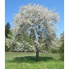 Prunus Avium - 10 graines