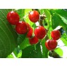 Prunus Avium - 10 graines