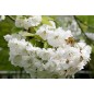 Prunus Avium - 10 graines Prunus Avium - 10 graines
