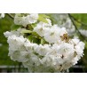 Prunus Avium - 10 graines