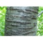 Prunus Avium - 10 graines Prunus Avium - 10 graines
