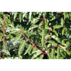 Prunus Lusitanica - 10 graines