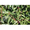 Prunus Lusitanica - 10 graines