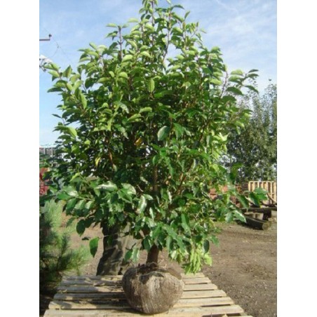 Prunus Lusitanica - 10 graines