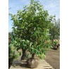 Prunus Lusitanica - 10 graines