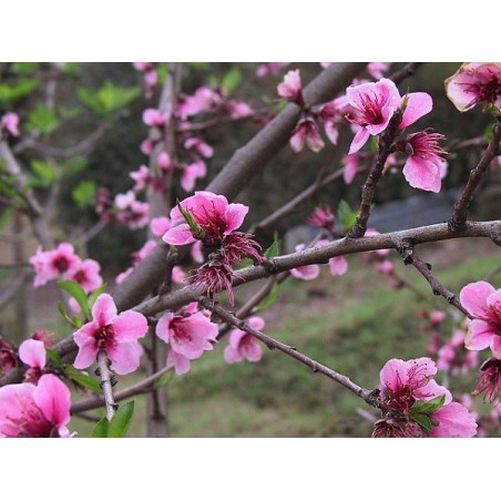 Prunus Persica - 10 graines