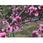 Prunus Persica - 10 graines Prunus Persica - 10 graines