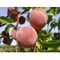 Prunus Persica - 10 graines Prunus Persica - 10 graines