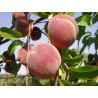 Prunus Persica - 10 graines