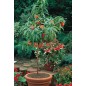 Prunus Persica - 10 graines Prunus Persica - 10 graines