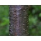 Prunus Persica - 10 graines Prunus Persica - 10 graines