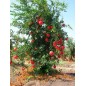Punica Granatum - 10 graines Punica Granatum - 10 graines