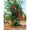 Punica Granatum - 10 graines