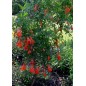 Punica Granatum Nana - 10 graines Punica Granatum Nana - 10 graines