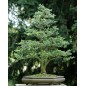 Zelkova Serrata - 10 graines Zelkova Serrata - 10 graines