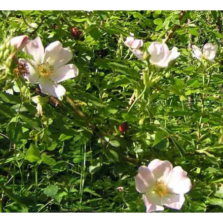 Rosa Canina - 10 graines 