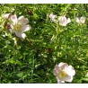 Rosa Canina - 10 graines 