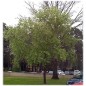 Prunus Serotina - 10 graines