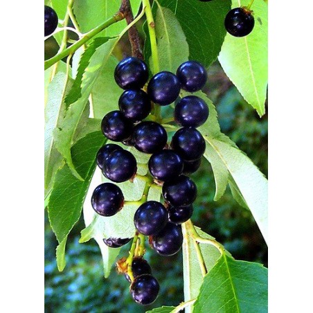 Prunus Serotina - 10 graines