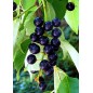 Prunus Serotina - 10 graines