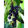 Prunus Serotina - 10 graines