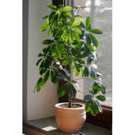 Schefflera Actynophilla - 10 graines