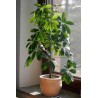 Schefflera Actynophilla - 10 graines