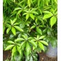 Schefflera Digitata - 10 graines Schefflera Digitata - 10 graines