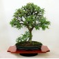 Prunus Spinosa - 10 graines Prunus Spinosa - 10 graines