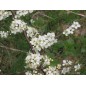 Prunus Spinosa - 10 graines Prunus Spinosa - 10 graines