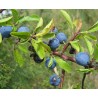 Prunus Spinosa - 10 graines