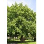 Pterocarya Fraxinifolia - 10 graines Pterocarya Fraxinifolia - 10 graines
