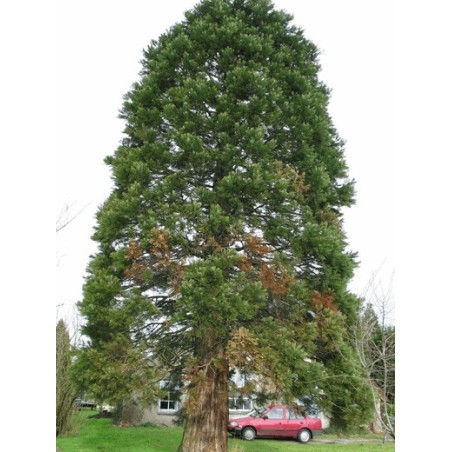 Sequoïa Giganteum - 10 graines