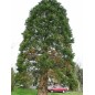 Sequoïa Giganteum - 10 graines Sequoïa Giganteum - 10 graines