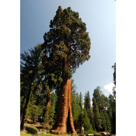Sequoïa Redwood - 10 graines