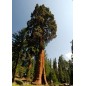 Sequoïa Sempervirens - 10 graines Sequoïa Sempervirens - 10 graines